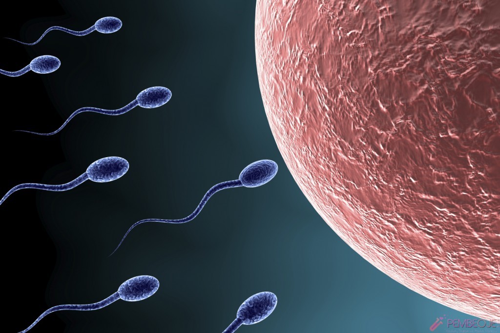 Sperm