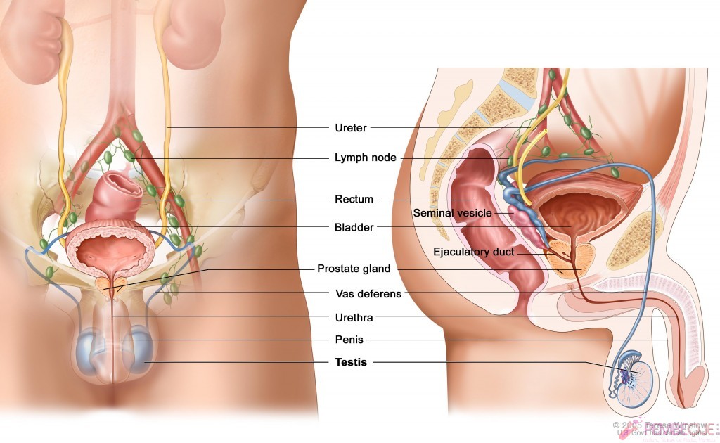 Testis Kanseri